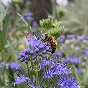 honeybee