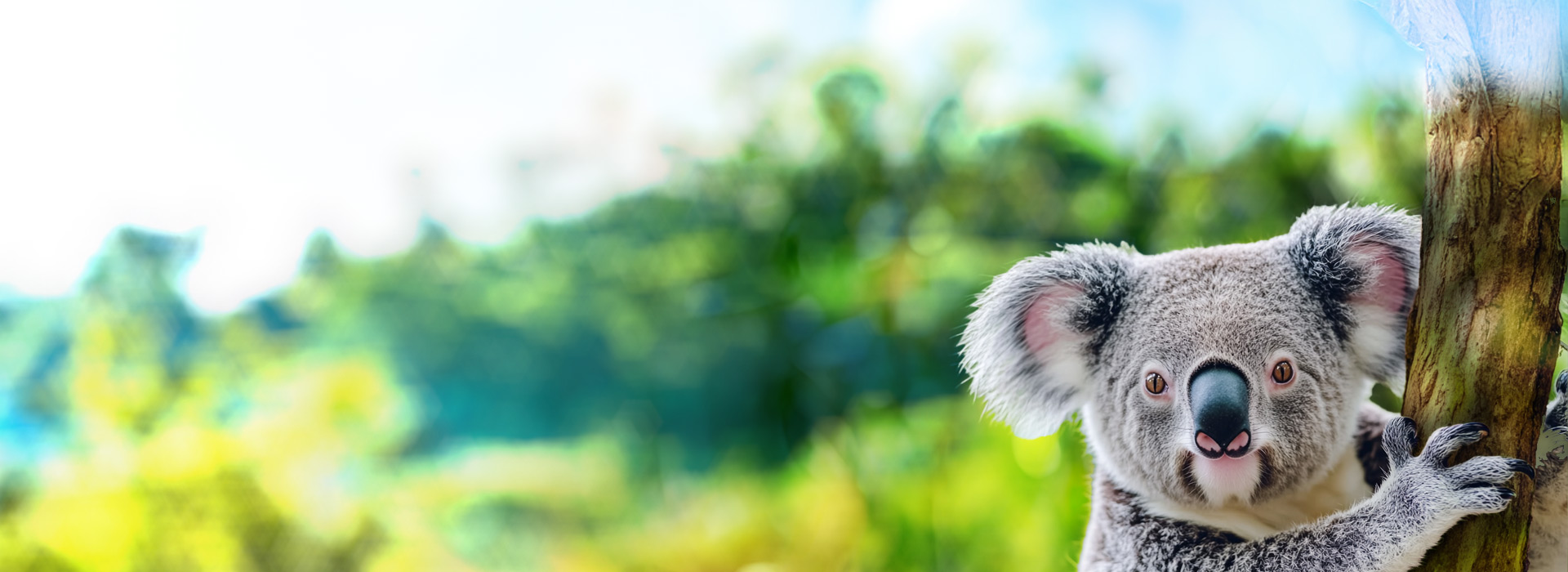 Summer Koala Landscape